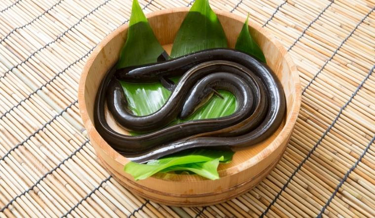 Các loại lươn đều tiềm ẩn nguy cơ nhiễm ký sinh trùng rất cao