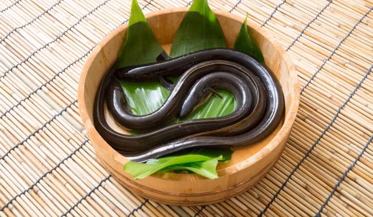 Các loại lươn đều tiềm ẩn nguy cơ nhiễm ký sinh trùng rất cao