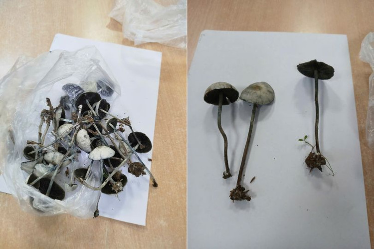 Nấm lạ hái sau vườn nhà. Ảnh TTYT Thanh Ba