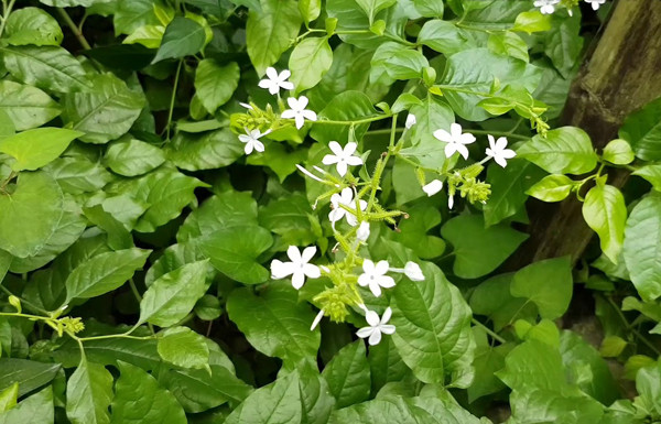 Bạch hoa xà có mùi hương rất “được lòng” rắn. Ảnh minh họa