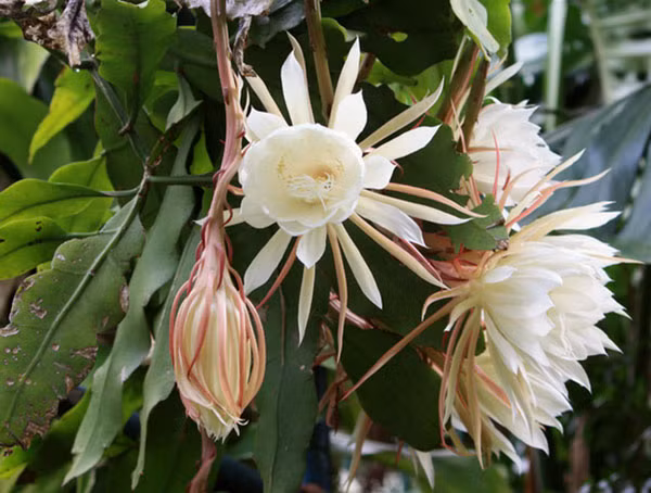 Cây dạ lý hương, hoa quỳnh vừa có hương vừa có sắc loài rắn rất thích. Ảnh minh họa