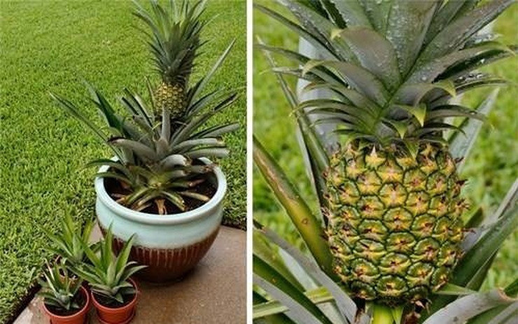 Cây dứa. Ảnh minh họa