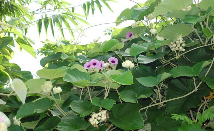 Cây leo rất dễ trở thành nơi trú ngụ của rắn. Ảnh minh họa