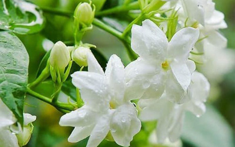 Loài rắn mê mùi hương của hoa nhài. Ảnh minh họa