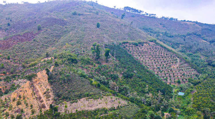 Đất rừng lâm nghiệp tại tiểu khu 491, xã Lộc Nam, huyện Bảo Lâm, tỉnh Lâm Đồng. Đất rừng lâm nghiệp tại tiểu khu 491, xã Lộc Nam, huyện Bảo Lâm, tỉnh Lâm Đồng.