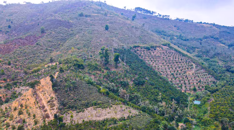 Đất rừng lâm nghiệp tại tiểu khu 491, xã Lộc Nam, huyện Bảo Lâm, tỉnh Lâm Đồng.