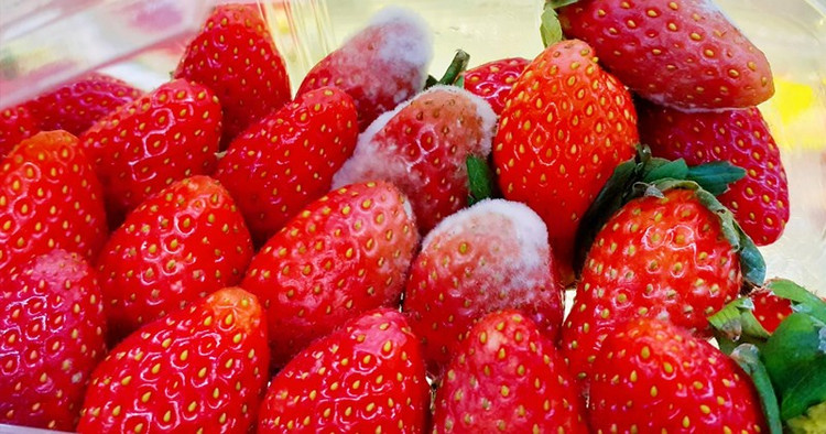 3 loại trái cây không nên ăn vì dễ "đánh thức" tế bào ung thư