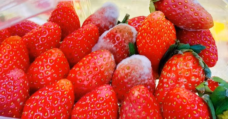 3 loại trái cây không nên ăn vì dễ "đánh thức" tế bào ung thư