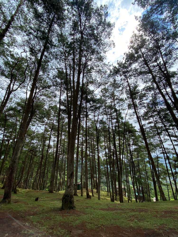 Đến với rừng thông Yên Minh, du khách sẽ lạc vào không gian bình yên, cách xa cuộc sống xô bồ, bon chen chốn đô thị phồn hoa, khỏi tiếng còi xe ầm ĩ hay nhịp sống hối hả chốn công sở. Ảnh Thu Giang