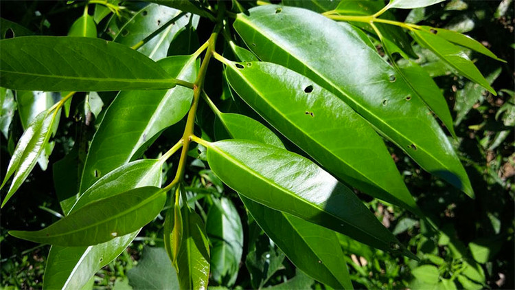 Ảnh minh họa Ảnh minh họa