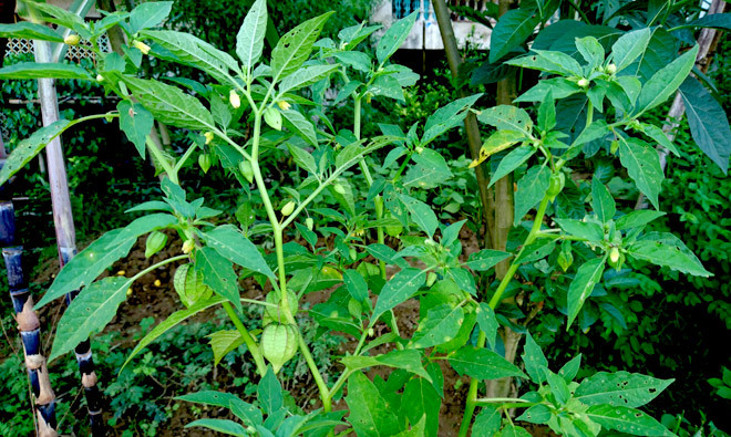 Ảnh minh họa Ảnh minh họa