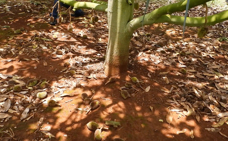 Vườn sầu riêng bị rụng nghi do bị đầu độc bằng thuốc cỏ.