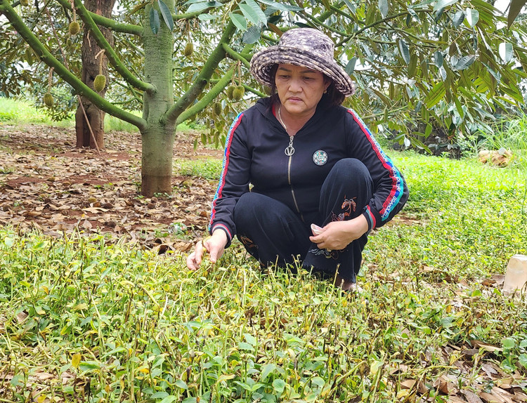 Cỏ quanh vườn sầu riêng chết cháy.