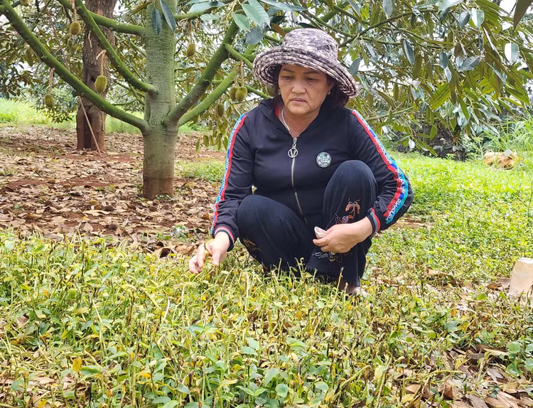 Cỏ quanh vườn sầu riêng chết cháy.