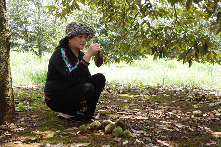 Bà Lợi xót xa khi sầu riêng đang thời kỳ phát triển, rụng la liệt dưới gốc.