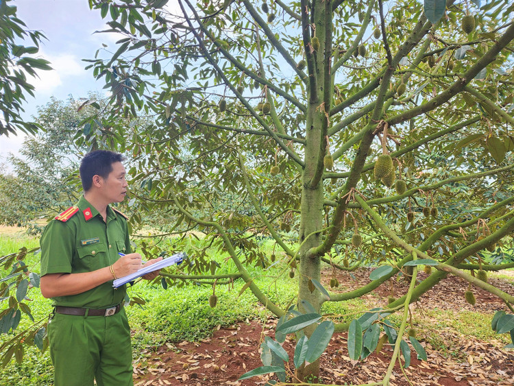Công an huyện Krông Pắk đang khẩn trương làm rõ vụ việc.