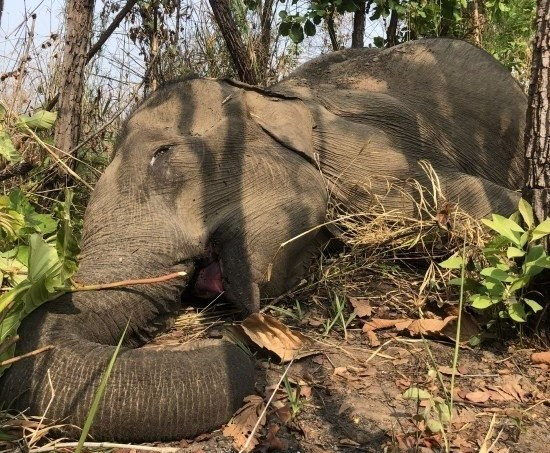 Cá thể voi nhà tên H’ Pul chết vào khoảng 17h ngày 23/3/2023 tại khu vực rừng thuộc quản lý của Khu du lịch sinh thái Bản Đôn-Ánh Dương.