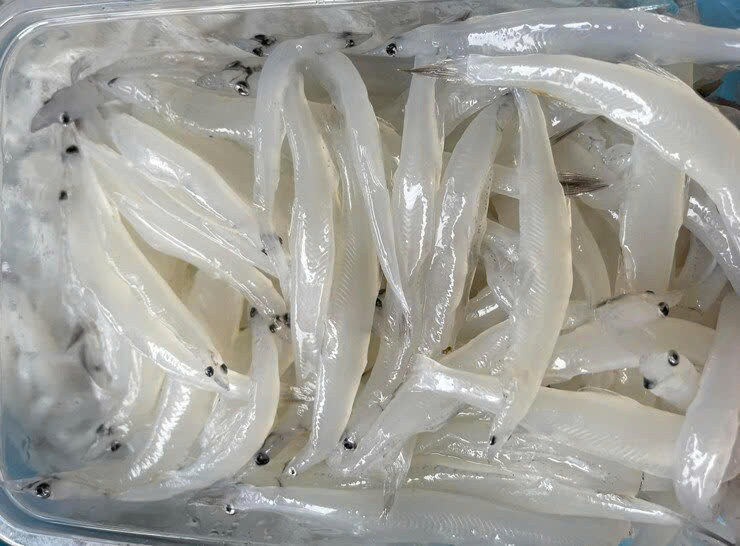 Tốt cho mắt: Hàm lượng Vitamin A có trong cá cơm mờm giúp ngăn ngừa các bệnh về mắt, là thành phần thiết yếu giúp đôi mắt sáng khỏe, có tác dụng bảo vệ mắt và tăng cường sức khỏe của niêm mạc, giác mạc. Dưỡng chất vitamin A còn giúp mắt hình thành sắc tố thị giác để thích ứng tốt hơn trong bóng tối.