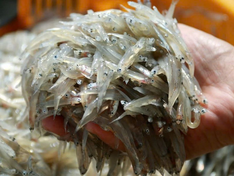 Vì vậy người Nhật và người Hàn Quốc luôn ưu tiên lựa chọn loại cá cơm sữa này trong các bữa ăn của mình. Ảnh Internet