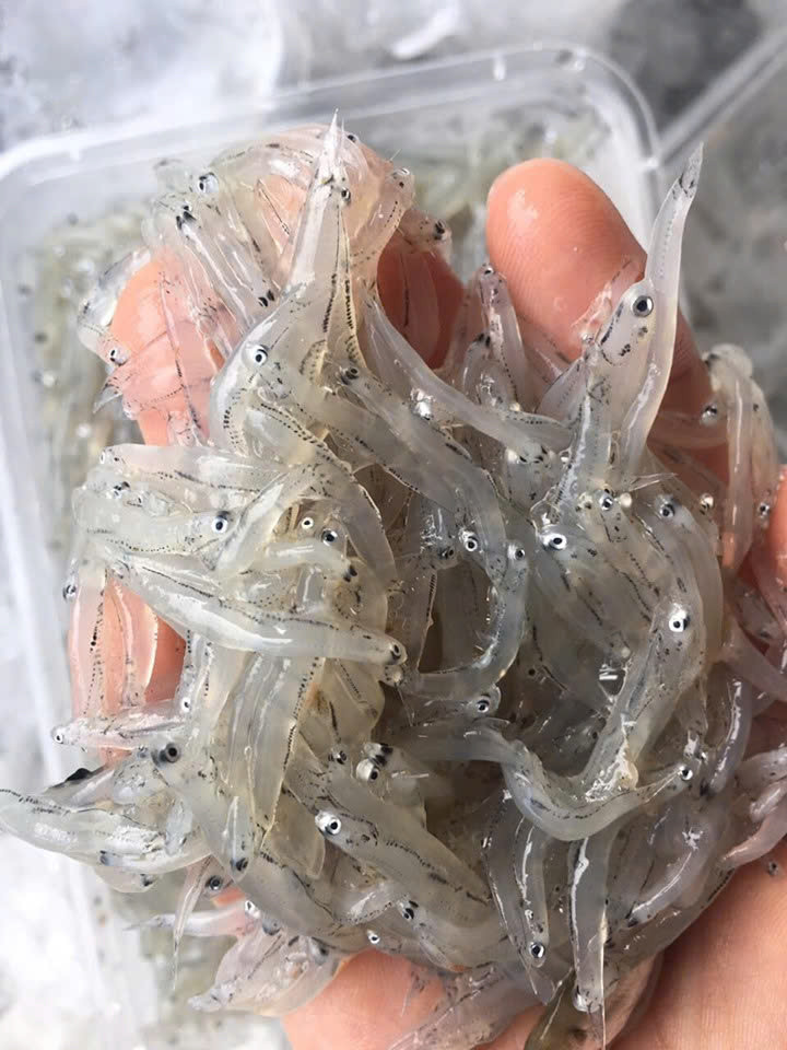 Thành phần dinh dưỡng trong 100g cá cơm mờm ( Niacin 8,80mg, Natri 240,00mg, Protein 17,70g, Glucide 0,20g, Retinol 38,00μg, Vitamin A 38,00μgRE, Vitamin B1 0,04mg, Vitamin B2 0,26mg, Vitamin B6 0,26mg, Vitamin C 1,00mg, Vitamin E 2,10mg, Chất xơ 0,00g, Kẽm 1,63 mg, Axit folic 12,30μg, Phốt pho 421,00mg, Lipid 4,10g, Sắt 2,90mg, Kali 370,00mg, Canxi 509,00mg, Cholesterol 114,00mg, Tro 3,20g). Ảnh Internet