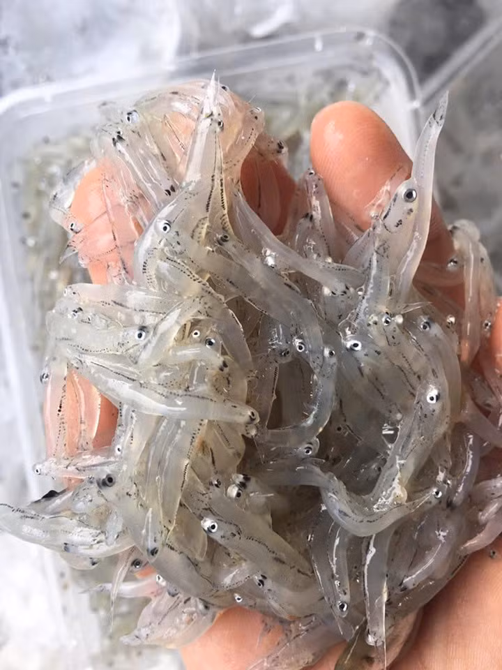 Thành phần dinh dưỡng trong 100g cá cơm mờm ( Niacin 8,80mg, Natri 240,00mg, Protein 17,70g, Glucide 0,20g, Retinol 38,00μg, Vitamin A 38,00μgRE, Vitamin B1 0,04mg, Vitamin B2 0,26mg, Vitamin B6 0,26mg, Vitamin C 1,00mg, Vitamin E 2,10mg, Chất xơ 0,00g, Kẽm 1,63 mg, Axit folic 12,30μg, Phốt pho 421,00mg, Lipid 4,10g, Sắt 2,90mg, Kali 370,00mg, Canxi 509,00mg, Cholesterol 114,00mg, Tro 3,20g). Ảnh Internet