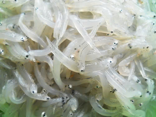 Cá cơm mờm được người dân xứ biển còn gọi là cá cơm mồm hay còn có tên gọi là cá cơm sữa, là một loại cá cơm rất nhỏ, dài cỡ ba phân, thân cá màu trắng bạc, thịt trong suốt, có phần đầu to, hai mắt tươi rói. Ảnh minh họa