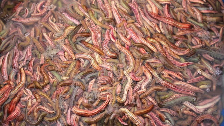 Con rươi. Ảnh Internet