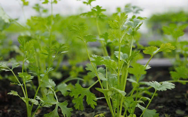 Rau mùi là loại gia vị hàng ngày giúp món ăn trở nên thơm ngon hơn - Ảnh minh họa
