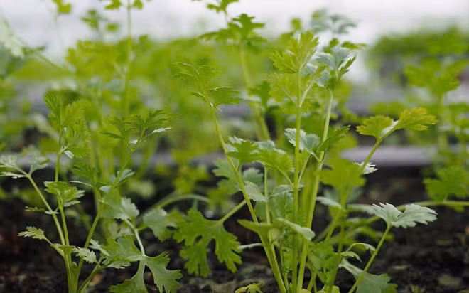 Rau mùi là loại gia vị hàng ngày giúp món ăn trở nên thơm ngon hơn - Ảnh minh họa