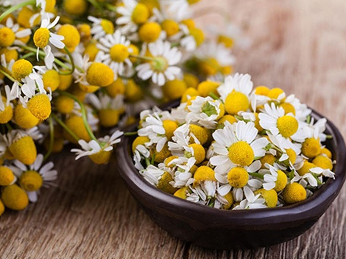 Hoa cúc có tính axit nhẹ giúp làm sạch tự nhiên bụi bẩn trong lỗ chân lông và giúp da được thoải mái hít thở hương thơm trong lành. Ảnh minh họa
