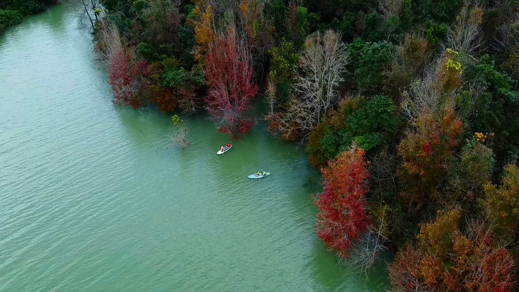 Cây sau sau (tên gọi khác là cây phong hương, cây bạch giao…) thường phân bố tập trung tại các tỉnh vùng cao phía Bắc, đây là loài cây phát triển tốt trong trong môi trường ẩm ướt. Bên cạnh việc mang lại những khoảnh khắc đẹp trong mùa thay lá, cây sau sau còn được người dân biết đến như một cây thuốc quý để trị các bệnh như đau răng, hen suyễn… Loài cây này thường bị nhầm lẫn với cây phong đỏ vì hình dạng lá và cách thay màu lá khi giao mùa tương tự nhau. Cách phân biệt hai loại cây này là cây sau sau có quả còn cây phong đỏ thì không. Ảnh Nguyễn Ngọc Lân