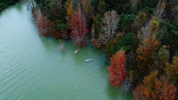 Cây sau sau (tên gọi khác là cây phong hương, cây bạch giao…) thường phân bố tập trung tại các tỉnh vùng cao phía Bắc, đây là loài cây phát triển tốt trong trong môi trường ẩm ướt. Bên cạnh việc mang lại những khoảnh khắc đẹp trong mùa thay lá, cây sau sau còn được người dân biết đến như một cây thuốc quý để trị các bệnh như đau răng, hen suyễn… Loài cây này thường bị nhầm lẫn với cây phong đỏ vì hình dạng lá và cách thay màu lá khi giao mùa tương tự nhau. Cách phân biệt hai loại cây này là cây sau sau có quả còn cây phong đỏ thì không. Ảnh Nguyễn Ngọc Lân