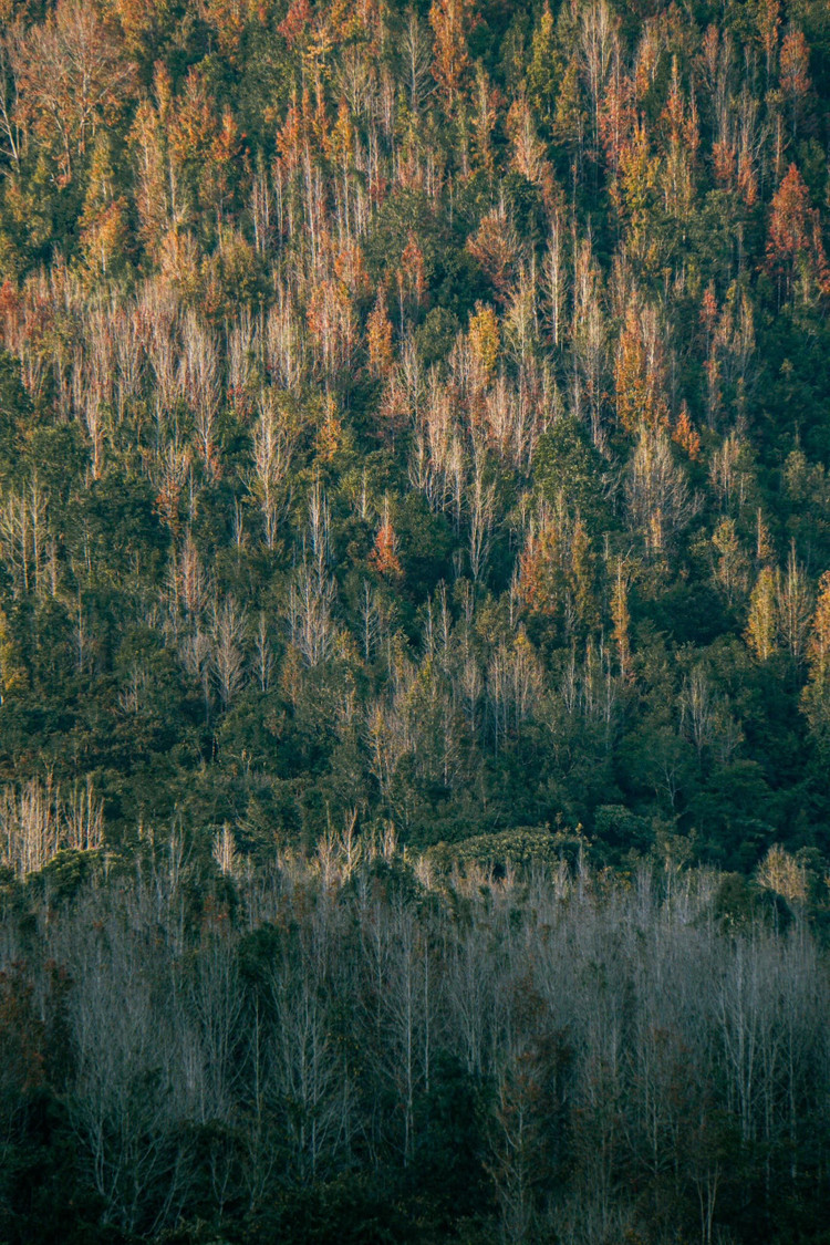 Từ tháng 9 đến tháng 11 âm lịch là thời điểm cây sau sau thay lá. Ảnh Duchieumedia
