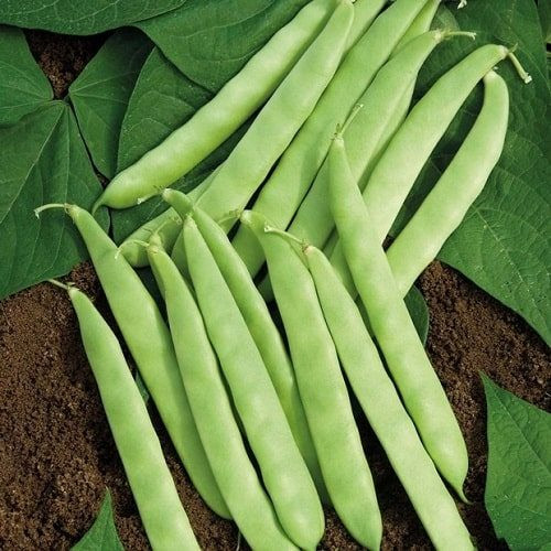 Đậu cô ve giàu đạm thực vật, chất xơ, kali, sắt, folate, vitamin C giúp phòng chống thiếu máu, tăng cường sức khỏe tim mạch. Lượng đạm trong đậu cô ve tương đối cao, 100g đậu cô ve tương đương lượng đạm trong một quả trứng gà ta. 100g đậu cô ve cũng cung cấp 25% nhu cầu vitamin C của cơ thể. Đậu cô ve là thực phẩm dễ tiêu hóa, phù hợp với những người mắc hội chứng ruột kích thích hoặc viêm đại tràng mãn tính. Ảnh minh họa