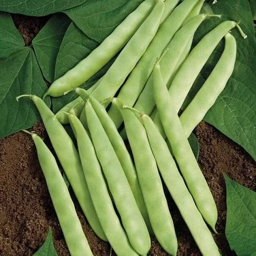 Đậu cô ve giàu đạm thực vật, chất xơ, kali, sắt, folate, vitamin C giúp phòng chống thiếu máu, tăng cường sức khỏe tim mạch. Lượng đạm trong đậu cô ve tương đối cao, 100g đậu cô ve tương đương lượng đạm trong một quả trứng gà ta. 100g đậu cô ve cũng cung cấp 25% nhu cầu vitamin C của cơ thể. Đậu cô ve là thực phẩm dễ tiêu hóa, phù hợp với những người mắc hội chứng ruột kích thích hoặc viêm đại tràng mãn tính. Ảnh minh họa