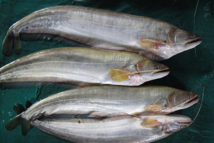 Ở Việt Nam, cá leo tự nhiên còn rất ít trong lưu vực sông Mê Kông, được xếp vào loài cá quý hiếm.