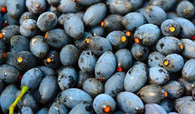 Lợi ích của quả trám đen đối với sức khỏe. Ảnh minh họa Lợi ích của quả trám đen đối với sức khỏe. Ảnh minh họa