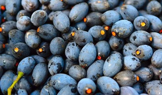 Lợi ích của quả trám đen đối với sức khỏe. Ảnh minh họa