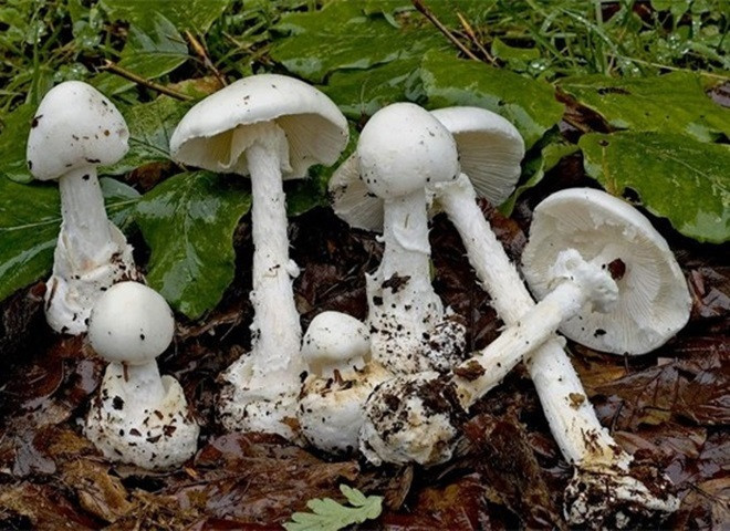 Hai em nhỏ tử vong nghi do ăn phải nấm độc. Ảnh minh họa