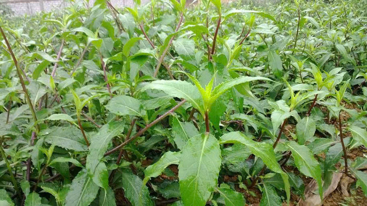 Rau lủi rừng còn có nhiều tên gọi khác như kim thất, thân cây lủi thuộc loại bò trường, màu tím, có lá mọc so le, cuống ngắn, đầu lá nhọn, mép răng cưa không đều và nhẵn bóng, lá có mùi thơm rất đặc trưng. Ảnh Internet