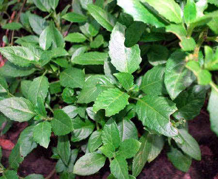 Rau lủi hiện nay là một trong những loại rau được mọc tự nhiên hoặc trồng nhiều ở miền núi vùng cao, địa hình dốc như Gia Lai, Quảng Nam… Ảnh Internet