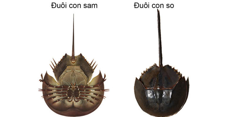 Phân biệt con sam và con so. Ảnh minh họa Phân biệt con sam và con so. Ảnh minh họa