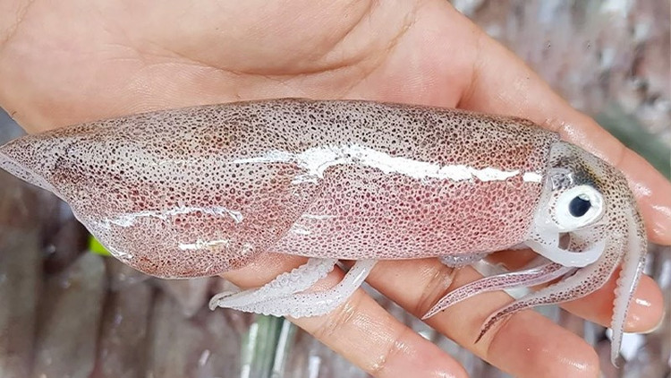 Mẹo phân biệt mực tươi và mực đông lạnh cực đơn giản ảnh 1