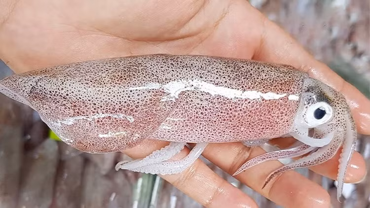 Mẹo phân biệt mực tươi và mực đông lạnh cực đơn giản ảnh 1 Mẹo phân biệt mực tươi và mực đông lạnh cực đơn giản ảnh 1