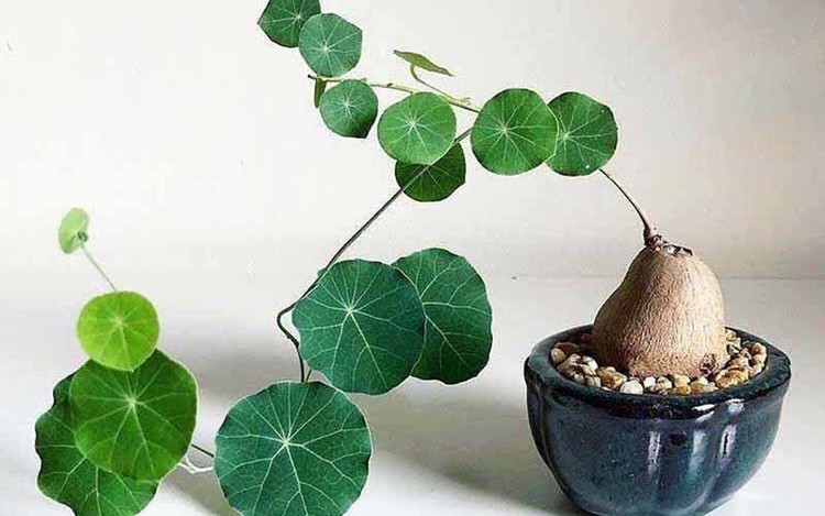 Trong phong thủy, cây bình vôi có ý nghĩa mang tới sự may mắn, bình an cho gia chủ. Ảnh minh họa