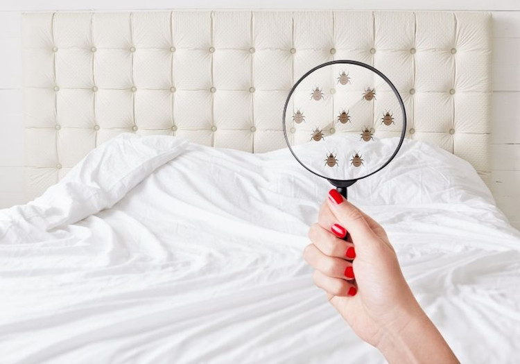 Loài vật nhỏ hơn sợi tóc có thể gây dị ứng, viêm xoang cho con người. Ảnh minh họa