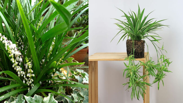 Cây cỏ lan chi thể hiện sự kiên trì và phát triển mang đến may mắn và tài lộc cho gia chủ. Ảnh minh họa