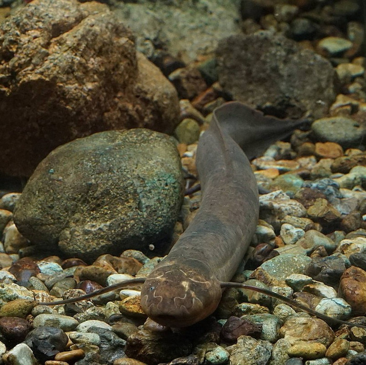 Các vây ngực và vây hậu môn của cá có dạng giống như sợi chỉ, còn vây lưng và vây đuôi thì hợp nhất lại thành một cấu trúc duy nhất. Toàn thân cá có vảy mềm bao phủ. Chúng bơi uốn lượn như cá chình hoặc trườn dưới đáy bằng vây ngực. Ảnh Internet Các vây ngực và vây hậu môn của cá có dạng giống như sợi chỉ, còn vây lưng và vây đuôi thì hợp nhất lại thành một cấu trúc duy nhất. Toàn thân cá có vảy mềm bao phủ. Chúng bơi uốn lượn như cá chình hoặc trườn dưới đáy bằng vây ngực. Ảnh Internet