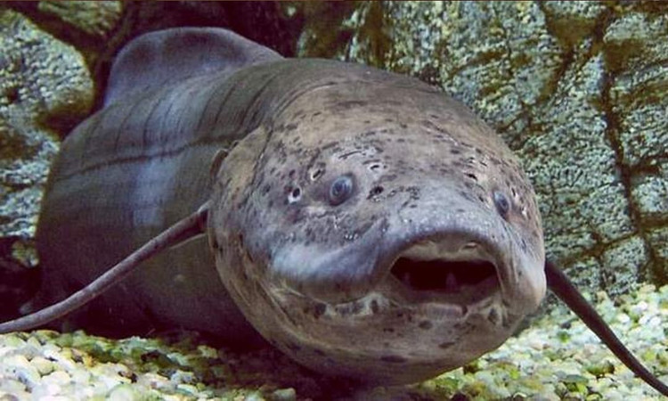 Chúng có thể chết đuối nếu sống dưới nước trong thời gian dài. Ảnh Wiki Chúng có thể chết đuối nếu sống dưới nước trong thời gian dài. Ảnh Wiki