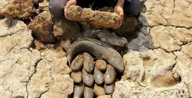 Do nhiệt độ tại châu Phi cao quanh năm và mùa khô rất khắc nghiệt, thường kéo dài ít nhất 4-5 tháng khiến sông hồ khô cạn nên để tồn tại cá phổi đã phát triển hệ thống hô hấp vô cùng độc đáo. Ảnh Do nhiệt độ tại châu Phi cao quanh năm và mùa khô rất khắc nghiệt, thường kéo dài ít nhất 4-5 tháng khiến sông hồ khô cạn nên để tồn tại cá phổi đã phát triển hệ thống hô hấp vô cùng độc đáo. Ảnh
